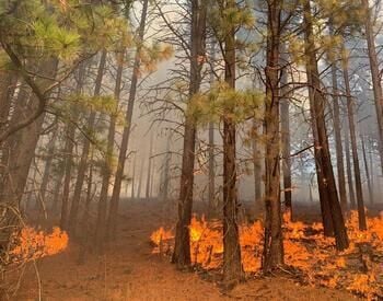 Mid-Willamette Prescribed Burn Association helps restore oak habitat
