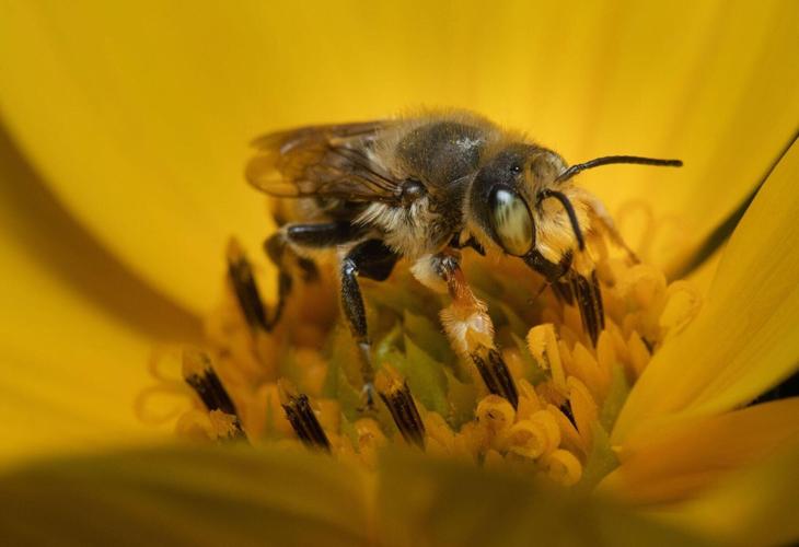 Inaugural Oregon report details bee health progress