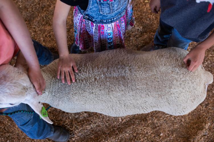 Scio, sheep turn out for resurgent Lamb and Wool Fair