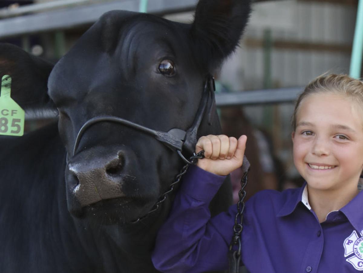 Livestock Auction Set For Benton County Fairgrounds Local Democratherald Com Benton County Fair 2022