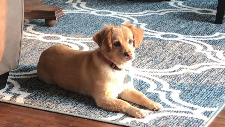 Family turns beloved dead golden retriever into rug