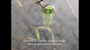 Watch and listen: Oregon's Pacific chorus frog, AKA the bullfrog