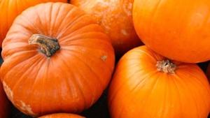 Watch Now: What do with your pumpkins after Halloween, which dog breeds make the best companions, and more of today's top videos