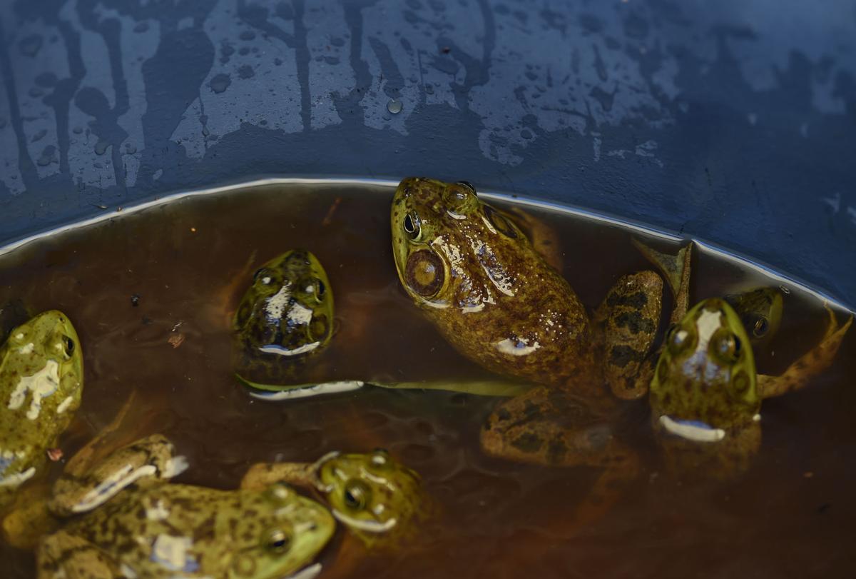 Gallery Frog Jumping Competition