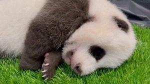 Baby Teeth Are Coming In For This Panda Cub!