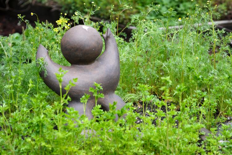 Thyme Gardens Alsea Oregon Fasci Garden