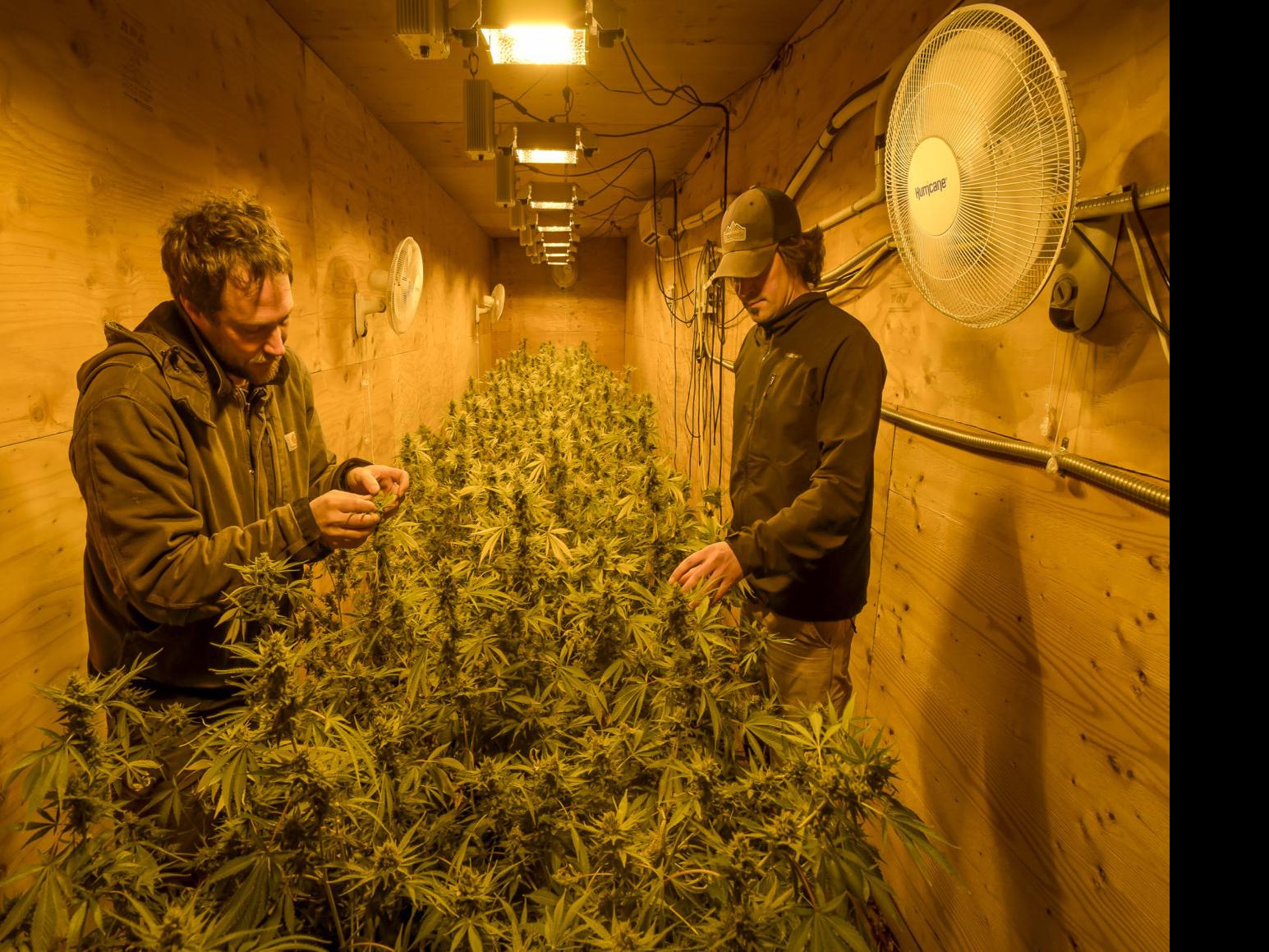 Pioneers Of Hemp Brothers Prove Major Players In New Industry