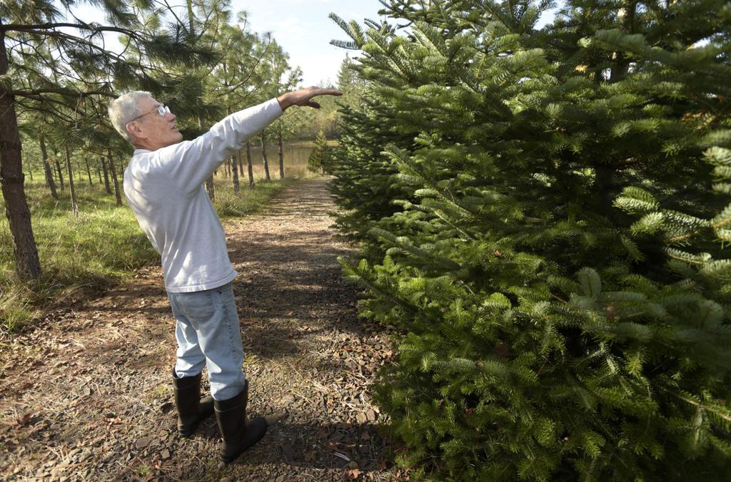 Holmbergs Named Linn County Tree Farmers Of The Year Business Democratherald Com