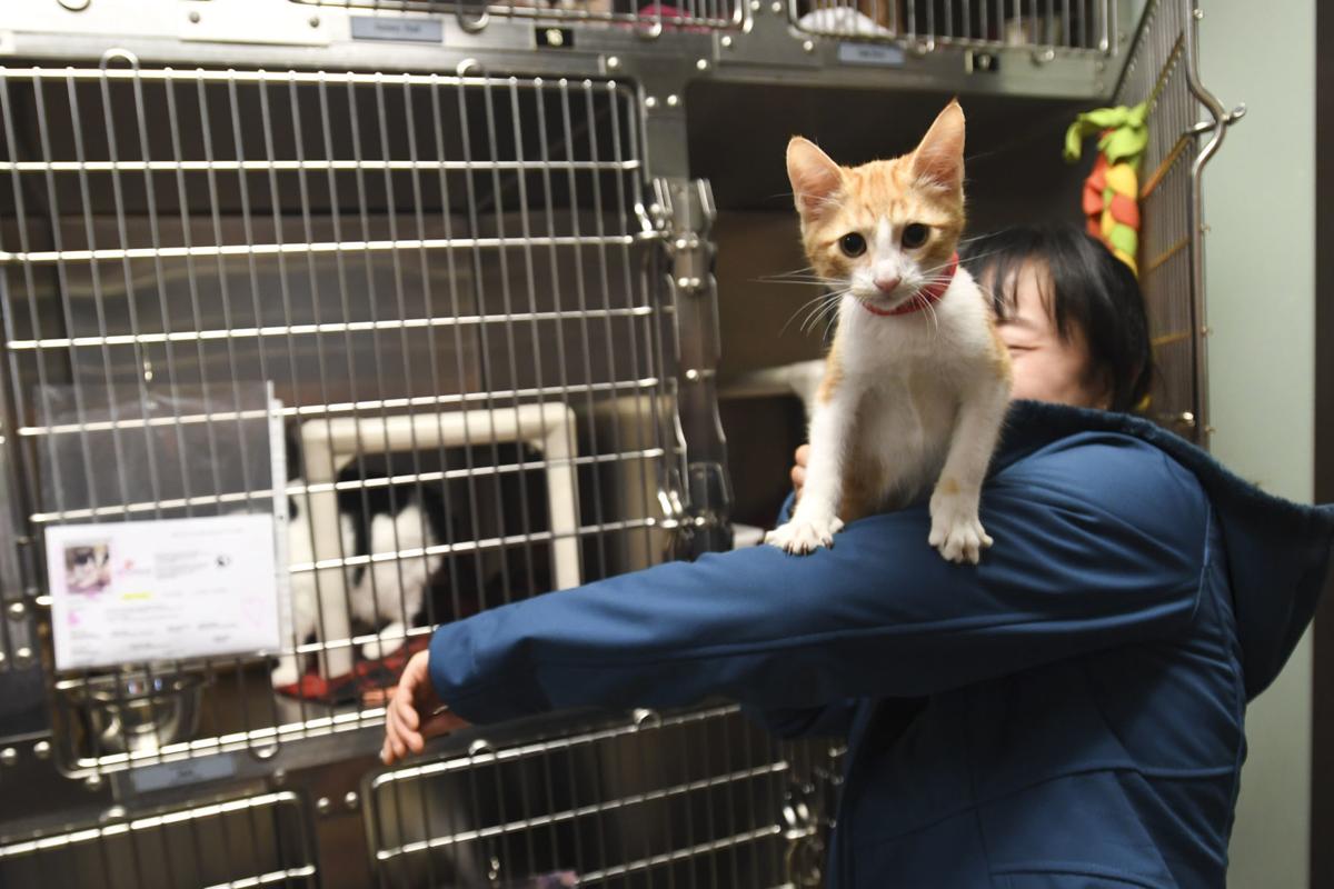 Kids Get Hands On Experience In Volunteer Program At Humane Society Local Democratherald Com This comes from just 55 people linking their kroger plus card to the shelter for. albany democrat herald