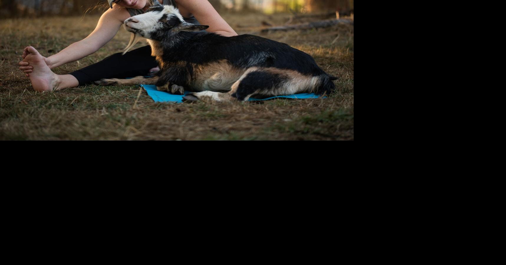 Goat Yoga founder reopens Monroe farm for public classes