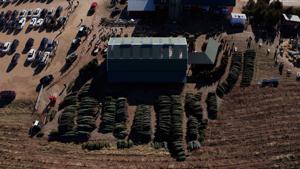 A look inside a Christmas tree farm, and tips for keeping a live tree fresh during the holidays
