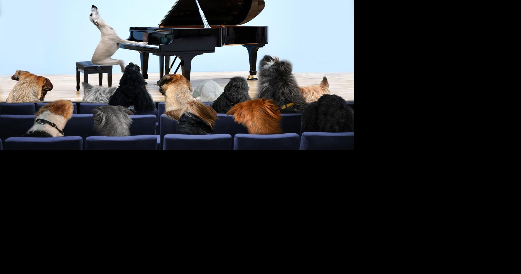 My Pet World: Music is clinically proven to soothe anxious dogs