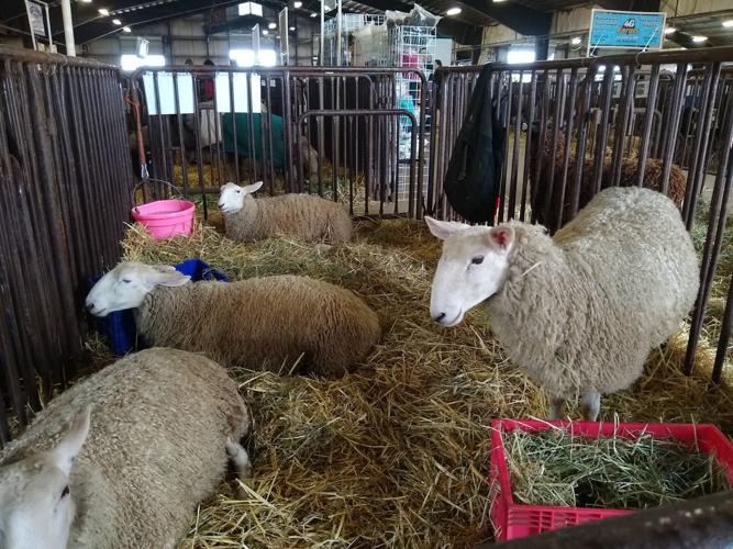 Black Sheep Gathering returns to Albany
