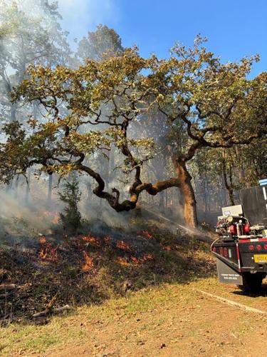 Mid-Willamette Prescribed Burn Association helps restore oak habitat
