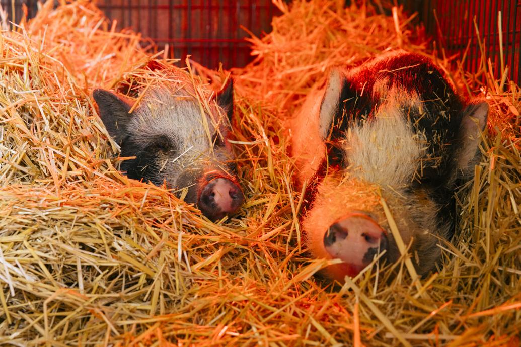 Albany pet pigs find new home outside of Corvallis