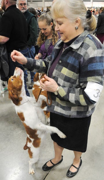 chintimini kennel club