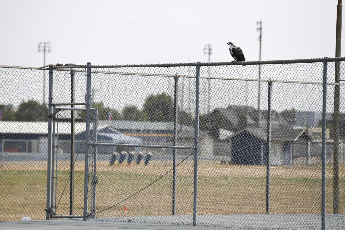 Gaps West Albany Project To Cost More Education Democratherald Com West Albany High School