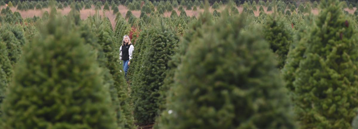 Christmas Tree Permits 2021 Corvallis Oregon