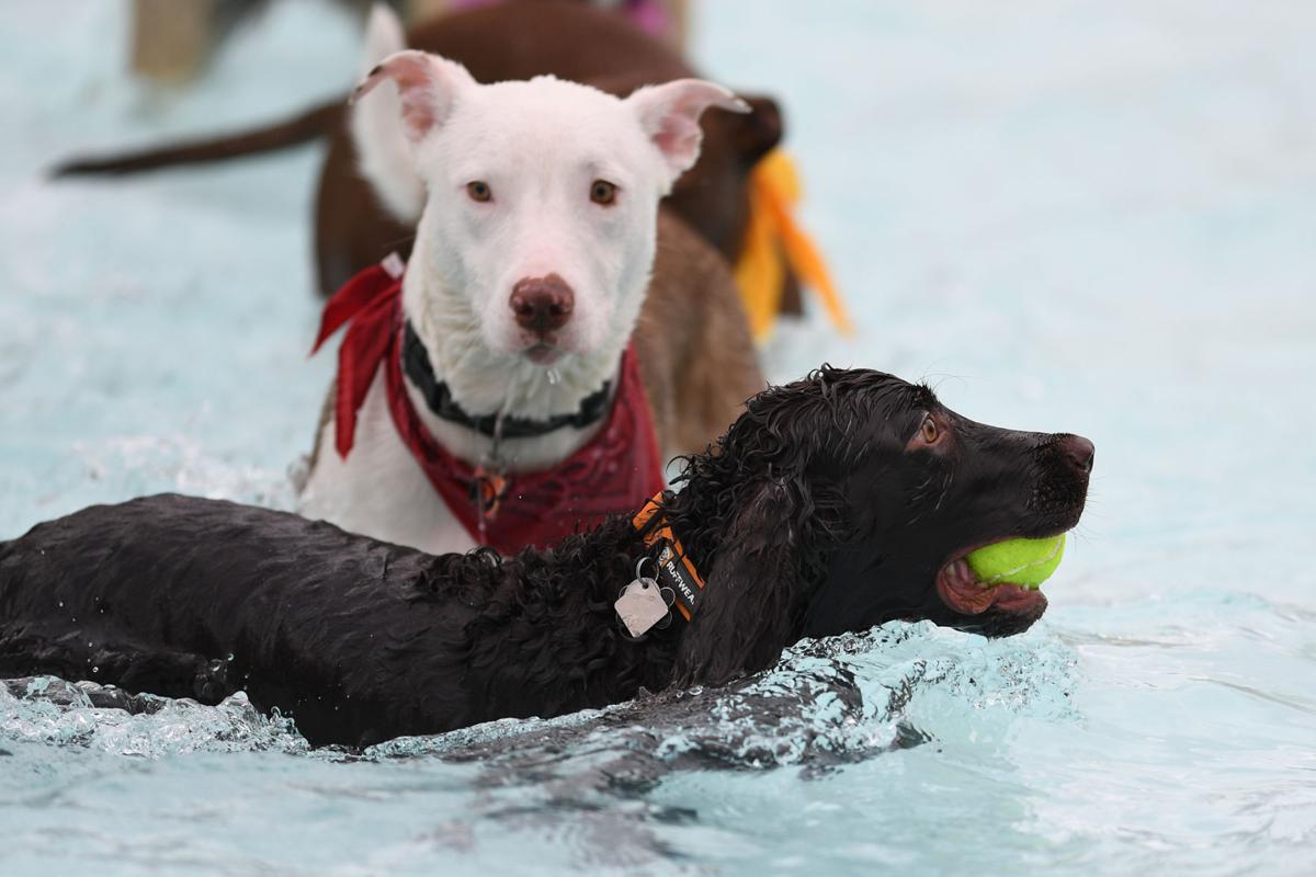 100817-cgt-nws-dogs-0013-ao.jpg