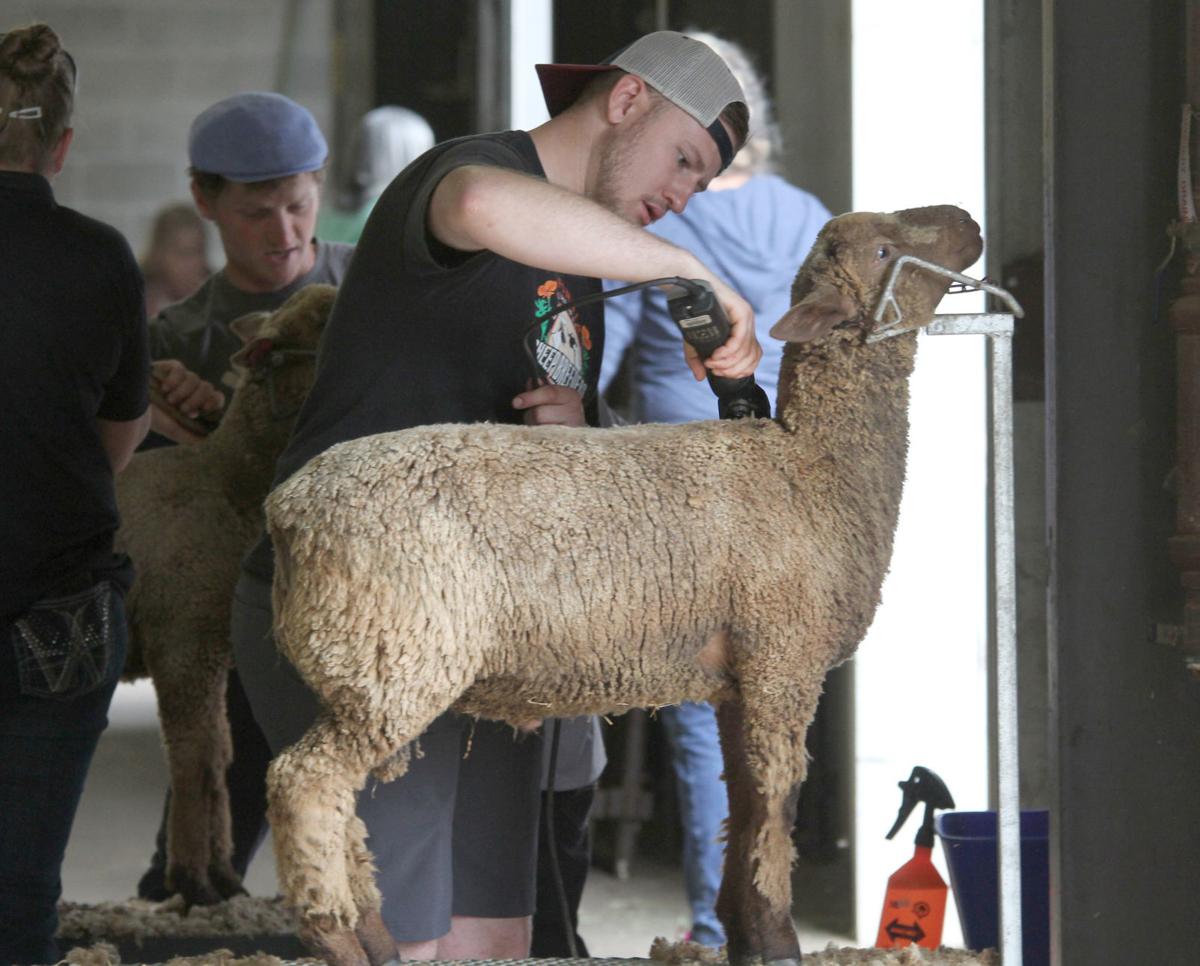 Spotlight Black Sheep Gathering back for its 46th year