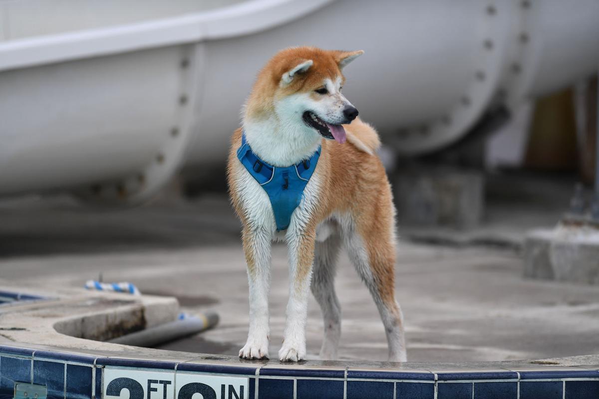 100817-cgt-nws-dogs-0012-ao.jpg