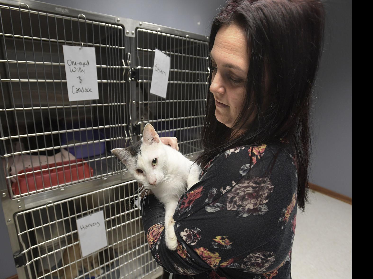 Safehaven Shelters 34 Neglected Cats Local Democratherald Com