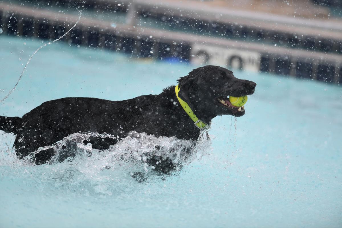 100817-cgt-nws-dogs-0017-ao.jpg
