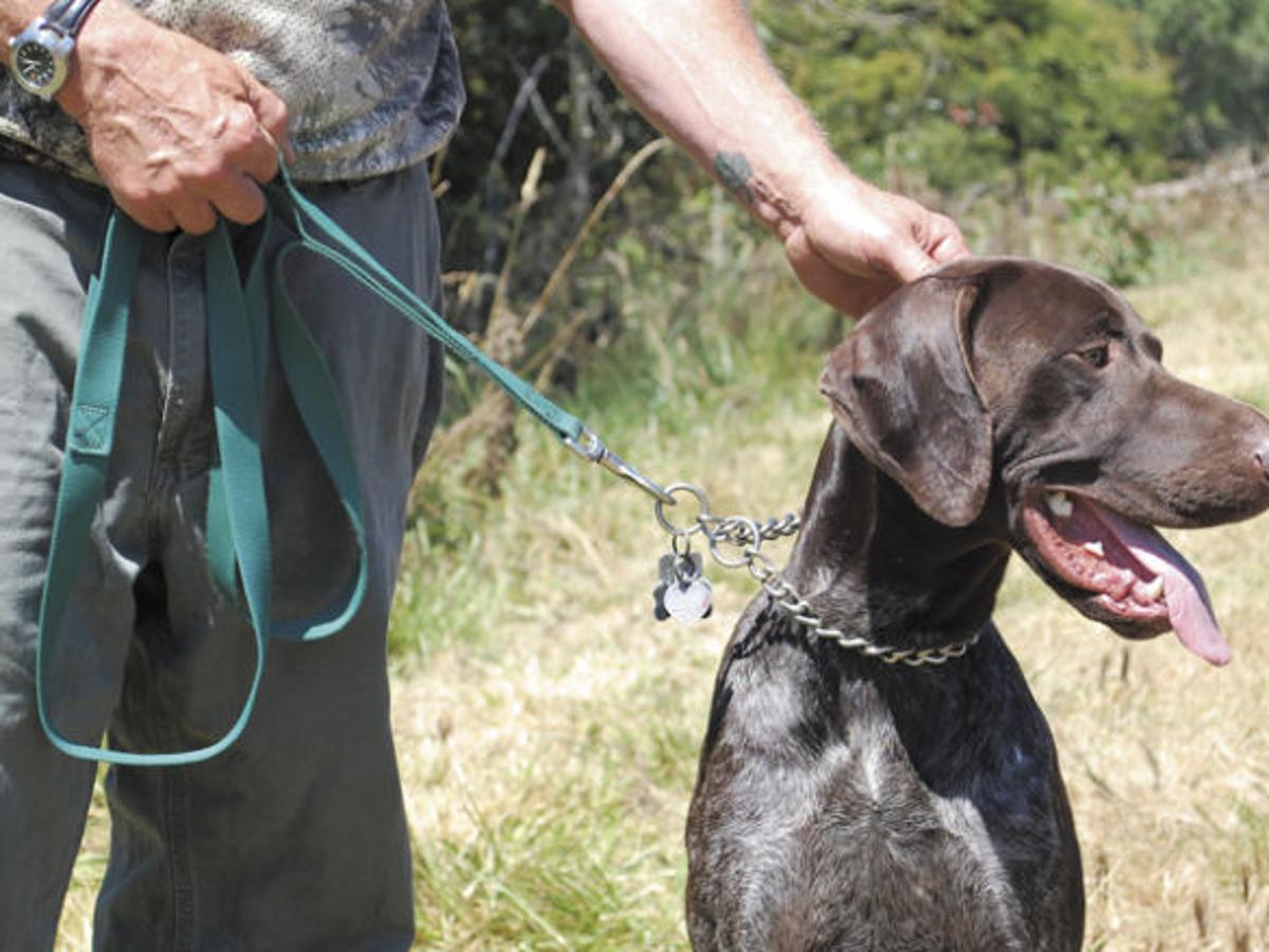 Dog Training Days Of Summer Oregon Outdoors Democratherald Com