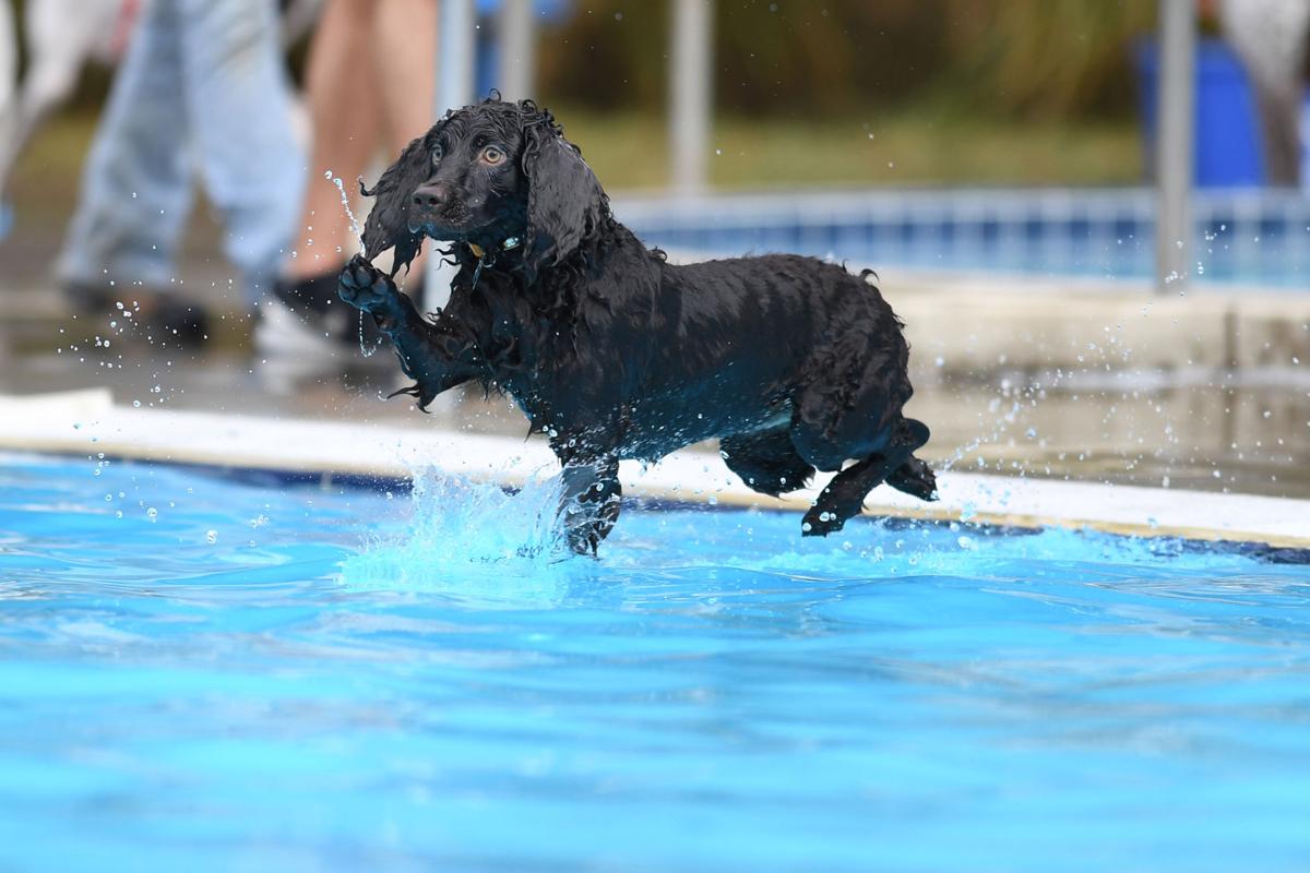 100817-cgt-nws-dogs-0009-ao.jpg