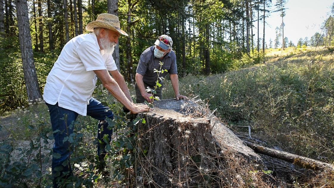OSU research forests: The questions persist - Albany Democrat-Herald