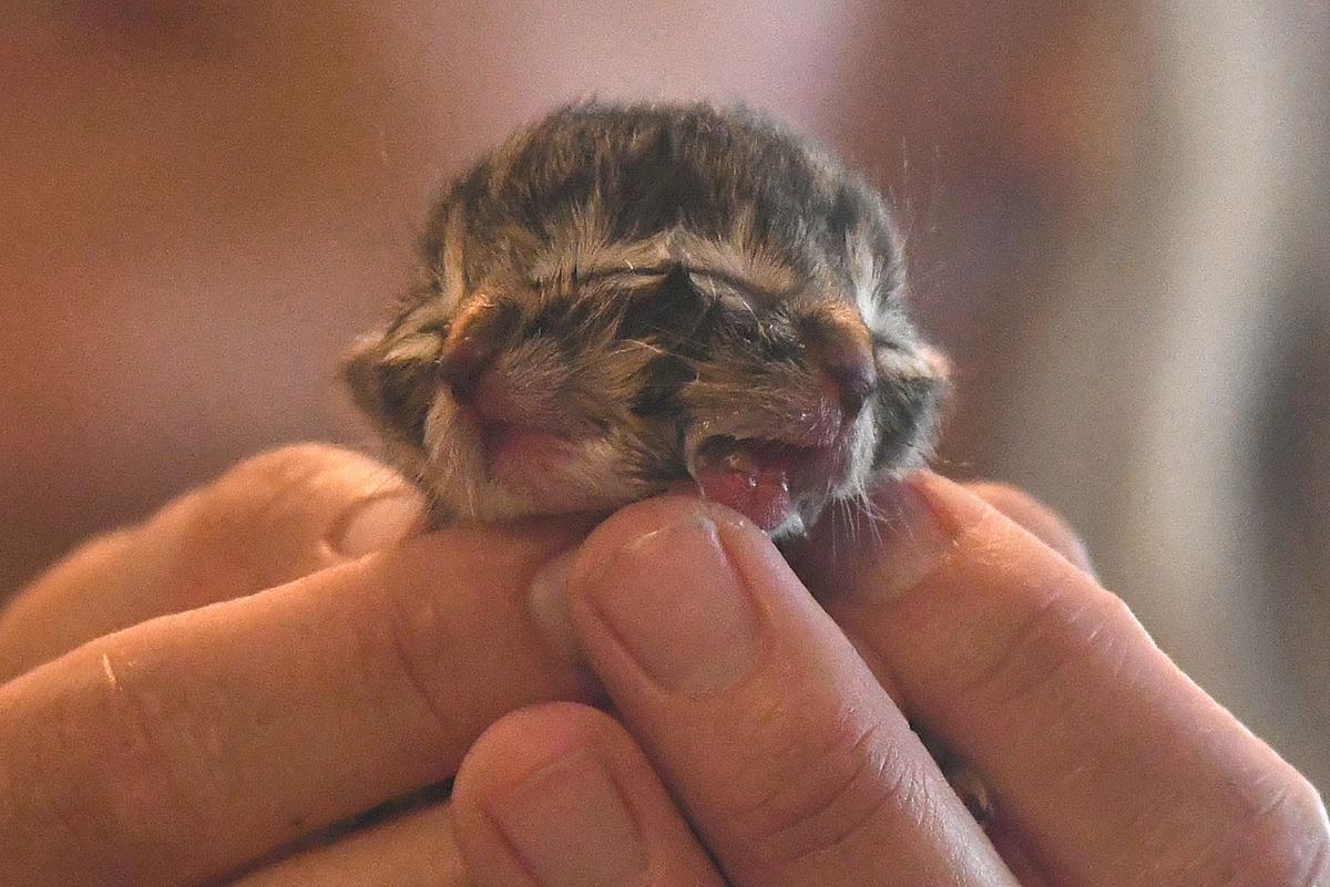Biscuits And Gravy Two Faced Kitten Surprises Albany Family Local Democratherald Com