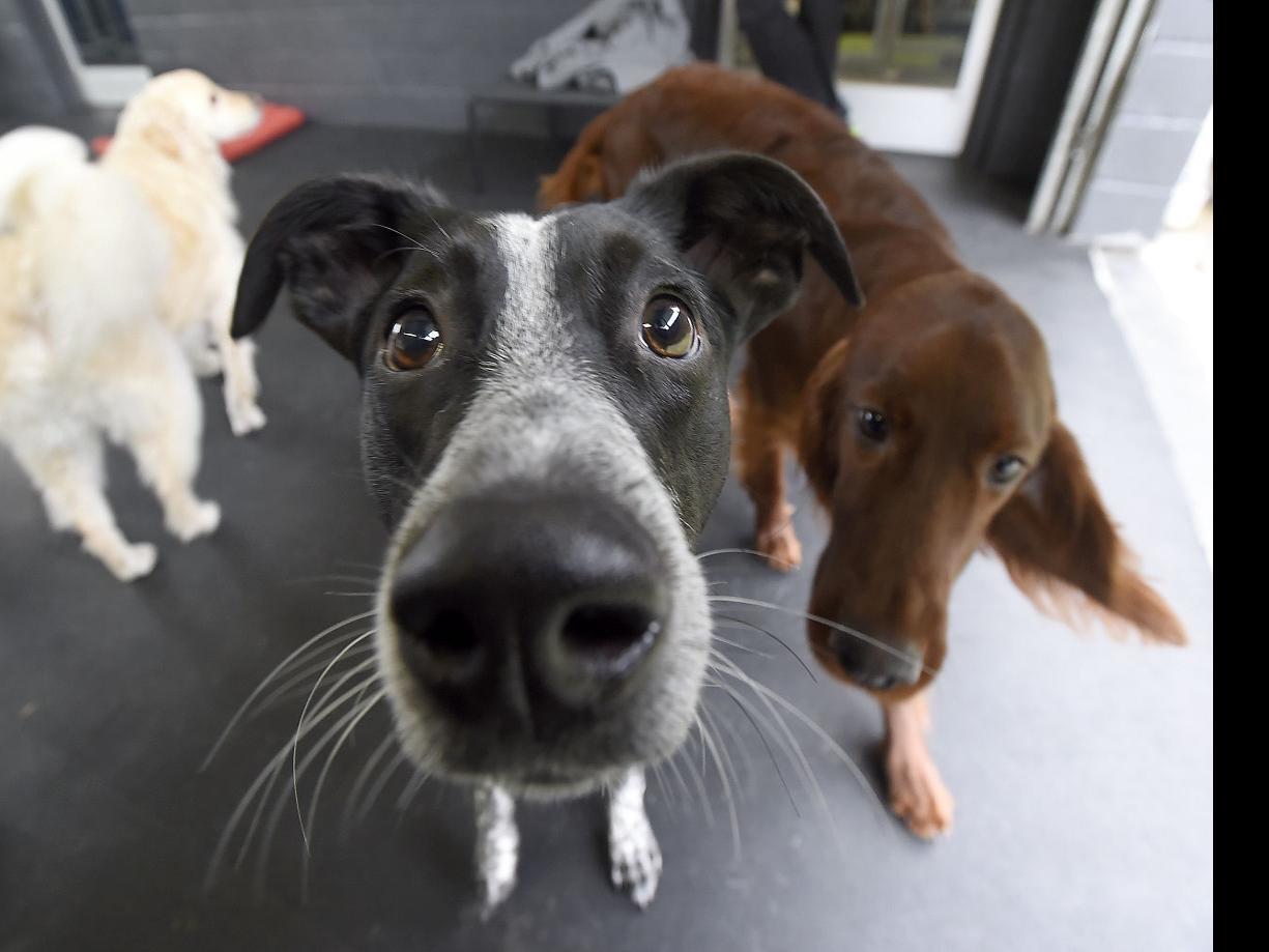 Mid Valley Inbusiness Puppy Love Spending On Pets Climbing As People View Critters As Family Business Democratherald Com