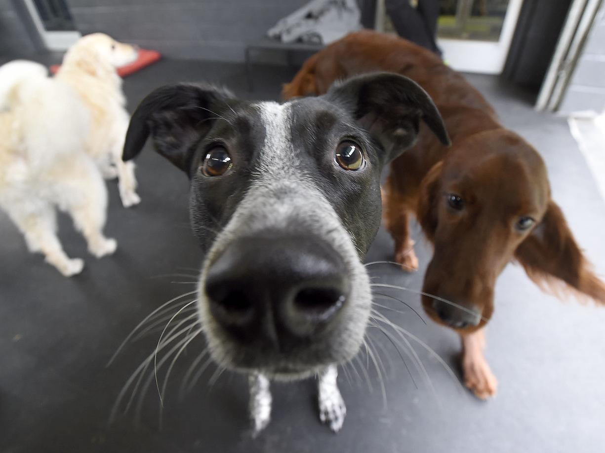 Mid Valley Inbusiness Puppy Love Spending On Pets Climbing As People View Critters As Family Business Democratherald Com