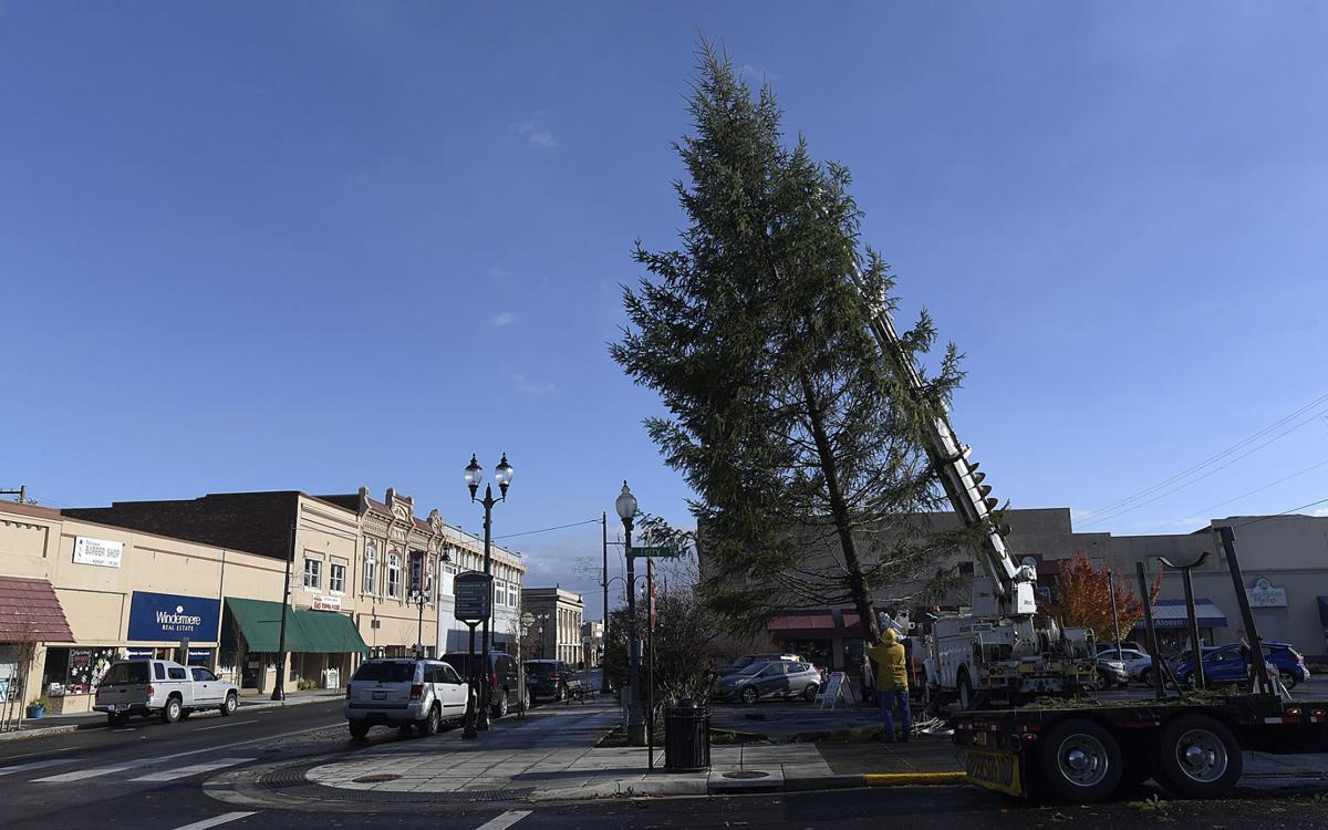 Downtown Albany gets its tree Local