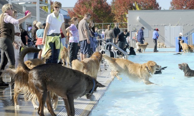 A pool day for dogs at Osborn Aquatic Center