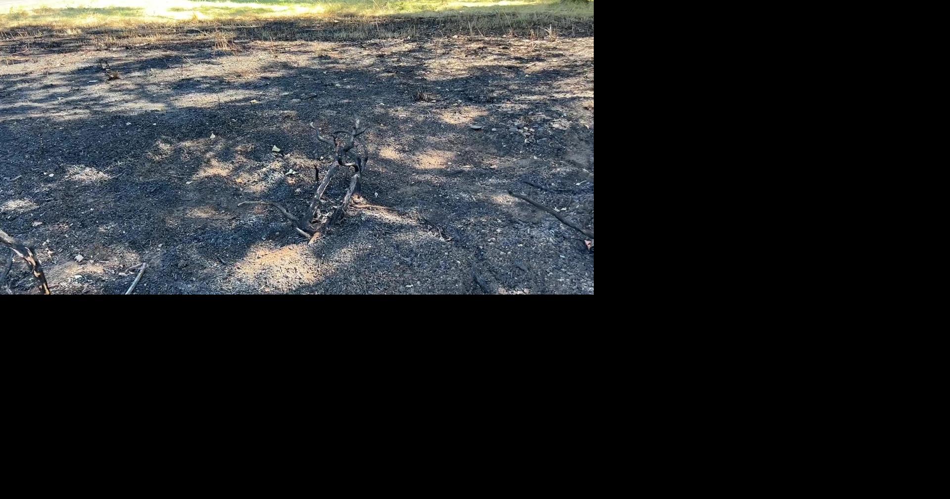 Suspected arson fires in Albany; local man in custody