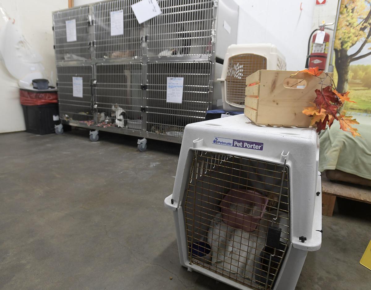 Safehaven Shelters 34 Neglected Cats Local Democratherald Com