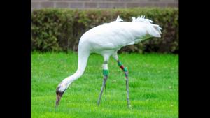 Wayward whooping crane recovered from Chicago suburb
