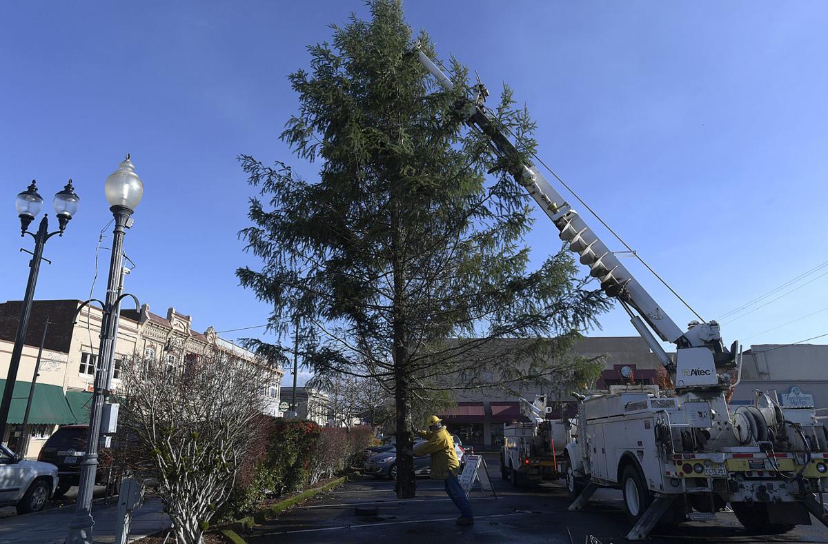Downtown Albany gets its tree Local