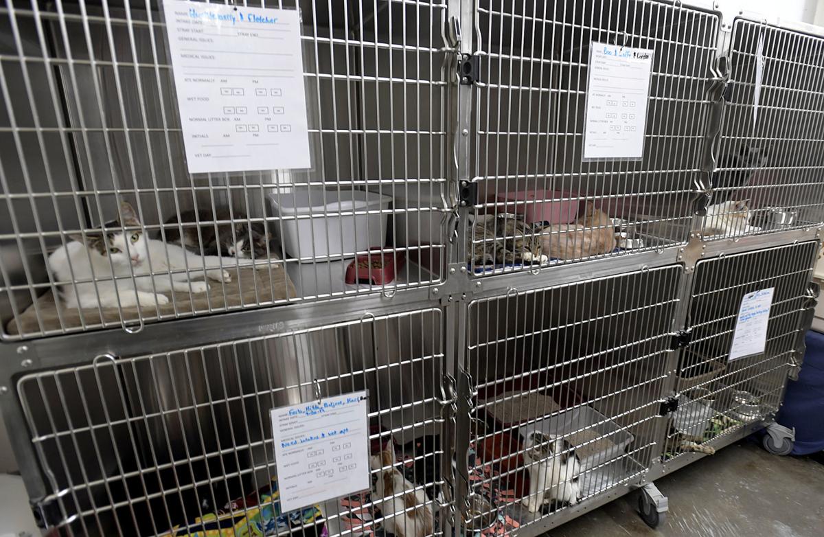 Safehaven Shelters 34 Neglected Cats Local Democratherald Com