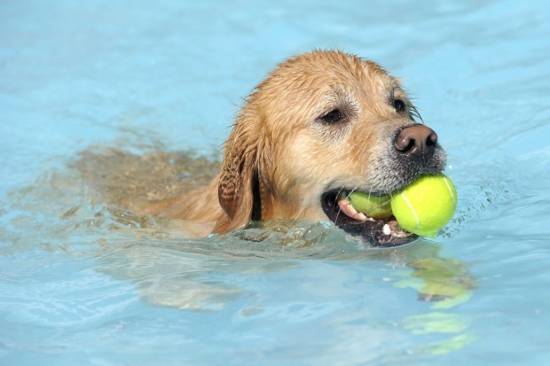 A pool day for dogs at Osborn Aquatic Center