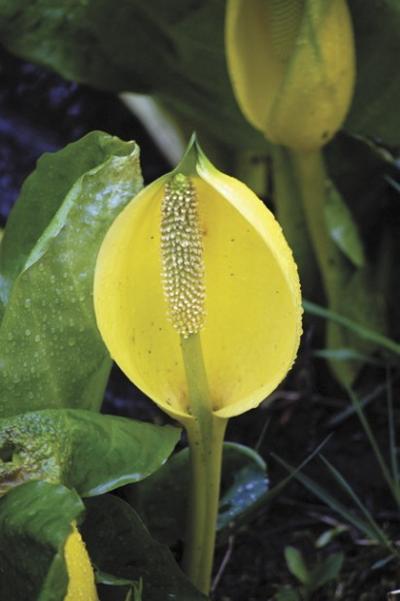 Field Guide: Skunk cabbage