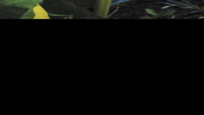 Field Guide: Skunk cabbage | Field-guide | democratherald.com