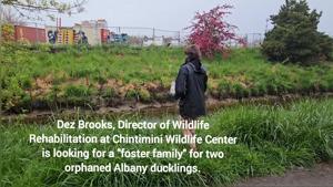 Watch a pair of Albany ducklings unite with a foster family