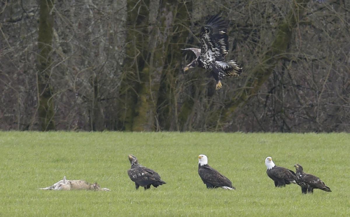 Once nearly extinct, bald eagle numbers have rebounded ...