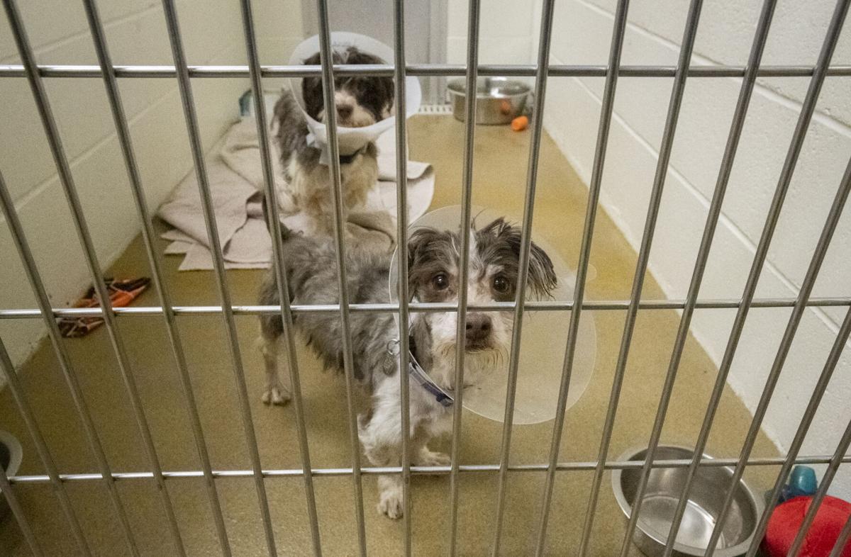 Heartland Humane takes in 53 dogs from Monroe hoarding situation