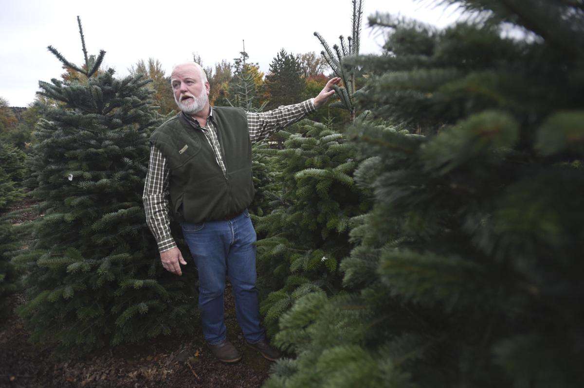2020 starker forest christmas trees Mid Valley Inbusiness Christmas Tree Growers Hope Consumers Keep It Real Local Democratherald Com 2020 starker forest christmas trees