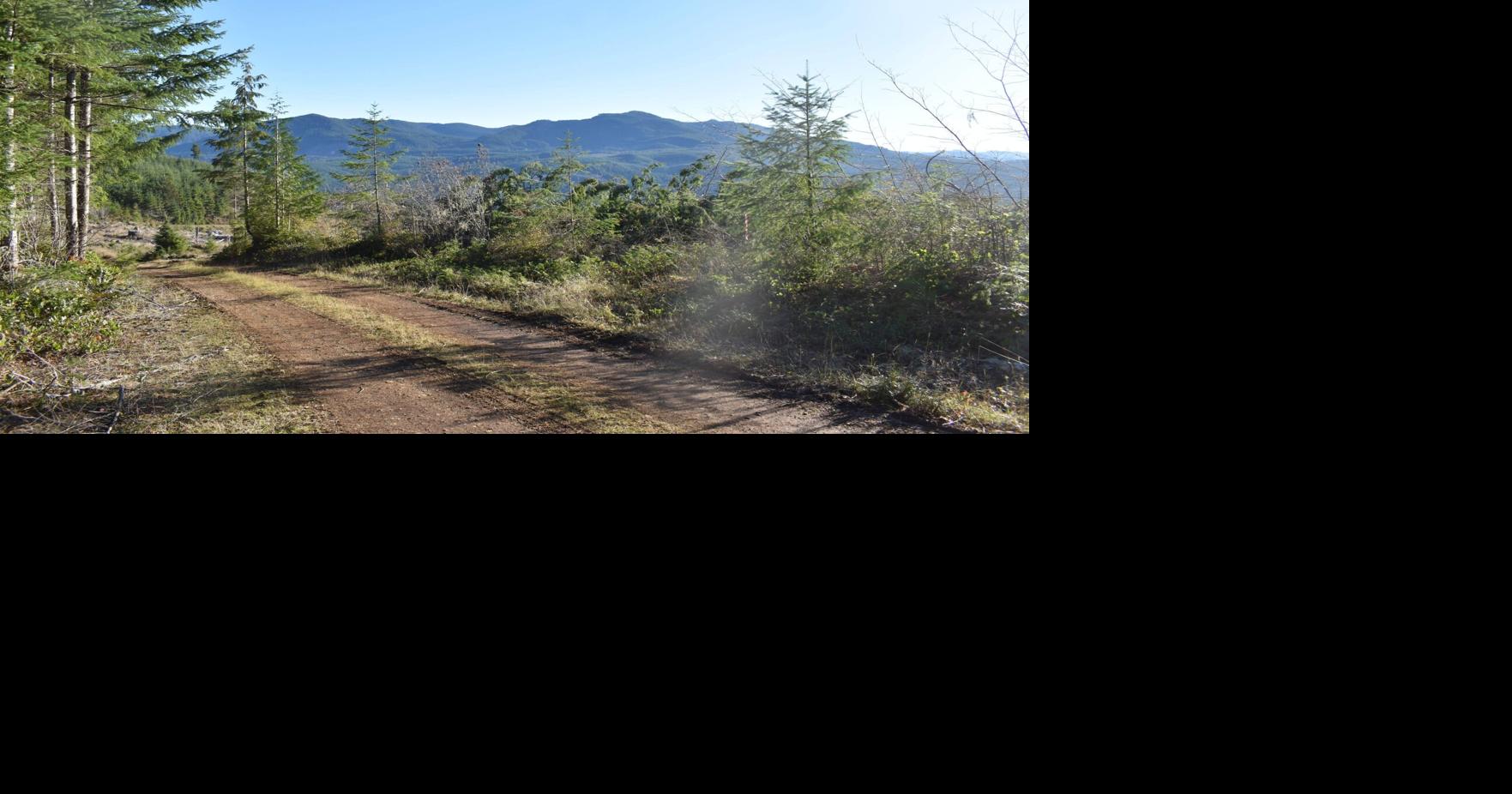 Albany Christmas tree 02