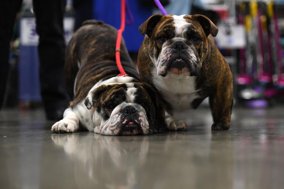Linn County Kennel Club Dog Show Linn County Kennel Club Dog Show