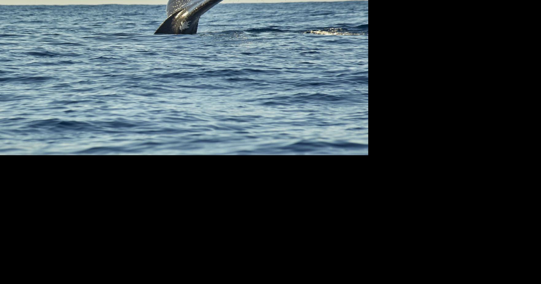 Oregon summer whale watch weekend set for July 2930